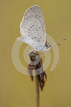 Butterfly brown backdrop.