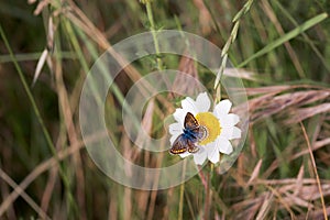 Butterfly with brown gray wings with reddish bands, erebia palarica, feeding on wild flower in spring