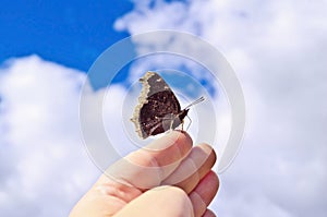Butterfly brown on a hand against the sky