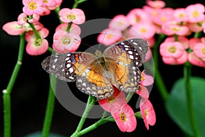 Butterfly brown peacock or scarlet peacock Female Anartia amathea feeding on Flowe