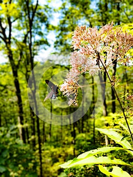 Butterfly on buck bald