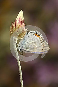 Butterfly on a bud Short-tailed blue, Cupido argiades photo