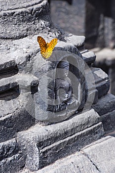 Butterfly and Buddha , Kathmandu , Nepal photo