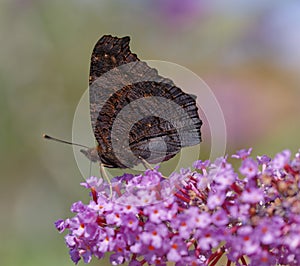 Butterfly and buddleia