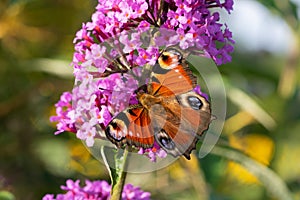 Butterfly on Buddleja davidii flower