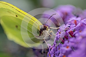 Butterfly on the budleja david flowers. photo