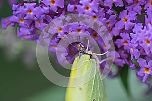 Butterfly on the budleja david flowers. photo