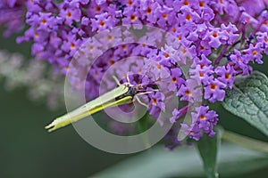 Butterfly on the budleja david flowers. photo