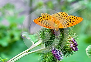 A Butterfly on a Burdock Plant