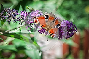 Butterfly bush, Buddleia davidii