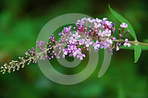 Butterfly bush ( Buddleia davidii)