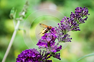 Butterfly bush, Buddleia davidii