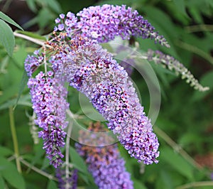 Butterfly Bush, Buddleja or Buddleia, historically given as Buddlea)