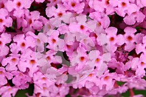 Butterfly bush Buddleja davidii blooming