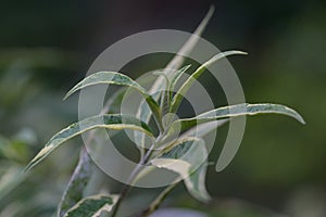 Butterfly-bush Buddleja davidii Harlequin, variegated foliage photo