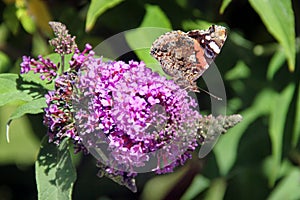 Butterfly bush, or Buddleja flowers in a garden