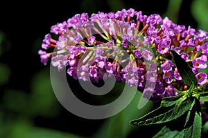 Butterfly Bush  46354 photo