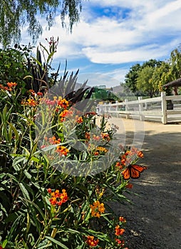 Butterfly Bush Fence on California Farm