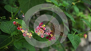 Butterfly on bush flowers