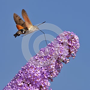 butterfly bush with Hummingbird hawk-moth photo