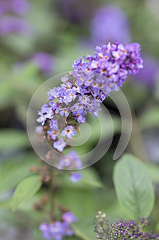 Butterfly Bush - Lo & Behold - Blue Chip Jr.