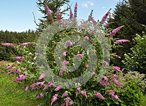 Butterfly bush with many butterflies in the garden photo