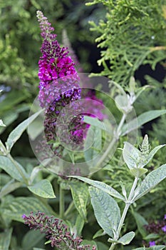 Butterfly Bush - Miss Molly