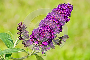 Butterfly bush photo