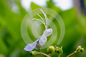 Butterfly Bush, Rotheca Myricoides or Clerodendrum myricoides