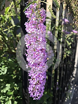 Butterfly bush or Summer lillac flowers photo