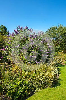 Butterfly bush, Violet butterfly bush, Summer lilac, Butterfly-bush, Orange eye (Buddleja davidii, Buddleia davidii), blooming in photo