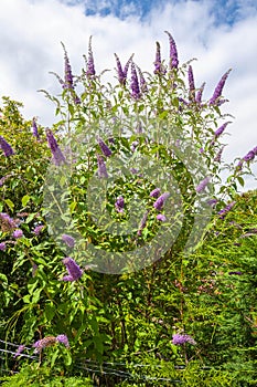 Butterfly bush, Violet butterfly bush, Summer lilac, Butterfly-bush, Orange eye (Buddleja davidii, Buddleia davidii), blooming in photo