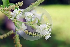 Butterfly bush white flower with blurred background photo
