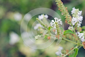 Butterfly bush white flower with blurred background photo