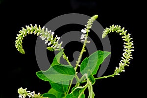 Butterfly bush white flower isolated on black background photo
