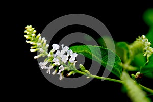 Butterfly bush white flower isolated on black background photo