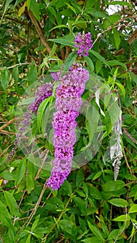 Butterfly bushes (Buddleia davidii) Buddleia