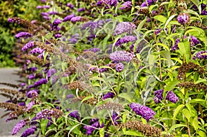 Butterfly bushes in summer