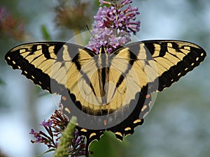 Butterfly Bushes Work