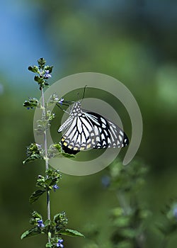 When butterfly busy in nectoring