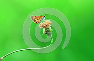 Butterfly,Butterflies