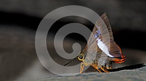 Beautiful Butterfly, Orange-tailed Awl, Bibasis sena photo