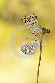 Butterfly photo