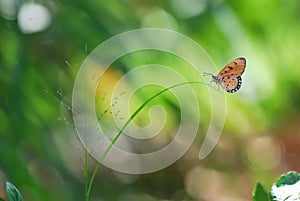 Butterfly,Butterflies,macro,Animasl,Stage,Detail,