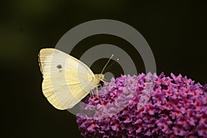 Butterfly on butterfly-bush