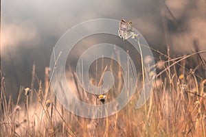 Butterfly, butterfly on a flower with a colored background