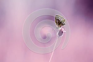 Butterfly, butterfly on a flower with a colored background