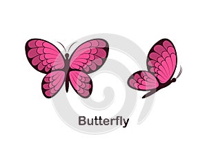Butterfly. Butterfly image, top view and side view. Cute cartoon butterfly. Vector illustration isolated on a white
