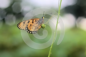 Butterfly, butterfly on a leaf or flower in the morning