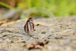 Butterfly photo